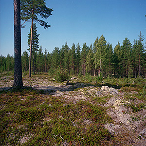 kuva