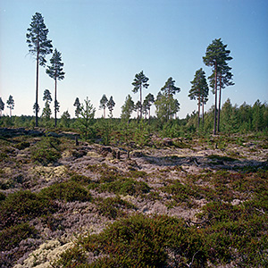 kuva