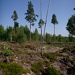 kuva