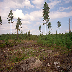 kuva